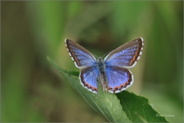 <p>MODRÁSEK JETELOVÝ (Polyommatus bellargus) jižní Morava - Poudřanská step --- /Adonis blue - Himmelblauer Bläuling/</p>